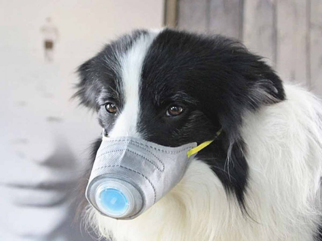 Governo chinês pede que pessoas abandonem ou matem seus cães e gatos por causa de coronavírus
