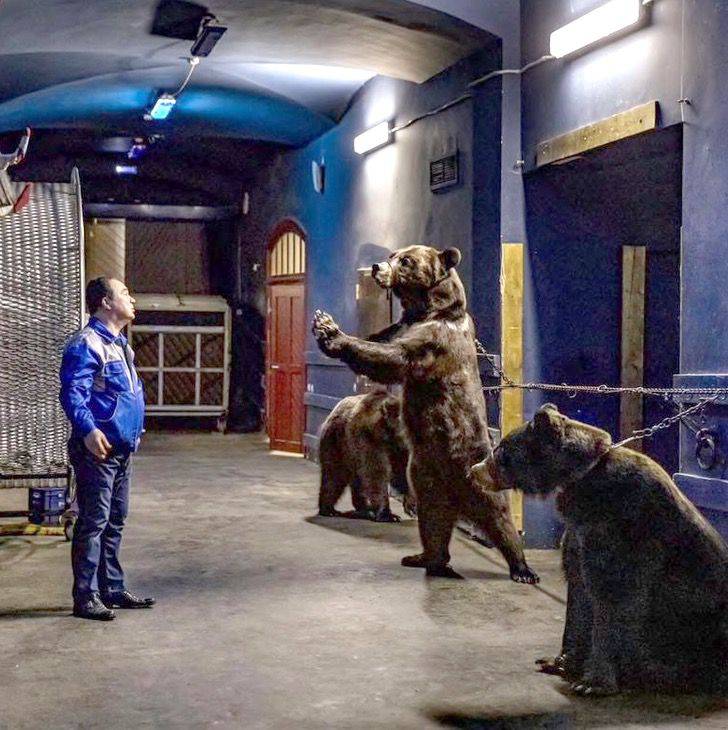 sabervivermais.com - Crueldade: Urso acorrentado implora ao domador de circo por sua libertação