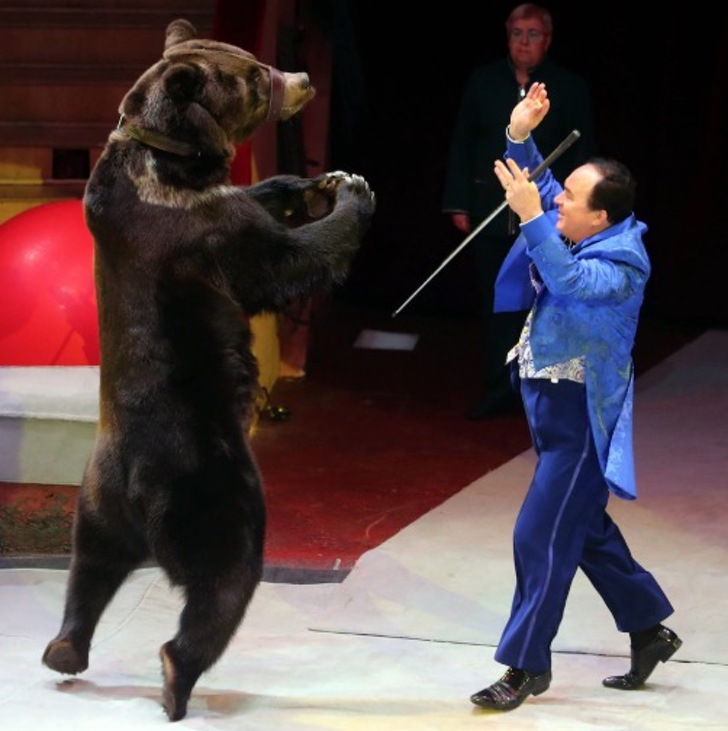 sabervivermais.com - Crueldade: Urso acorrentado implora ao domador de circo por sua libertação