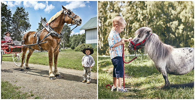 sabervivermais.com - Conheça o pequeno Bombel e se apaixone: ele é o menor cavalo do mundo!