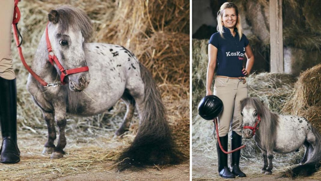 Conheça o pequeno Bombel e se apaixone: ele é o menor cavalo do mundo!