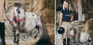 Conheça o pequeno Bombel e se apaixone: ele é o menor cavalo do mundo!