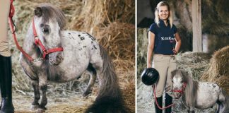 Conheça o pequeno Bombel e se apaixone: ele é o menor cavalo do mundo!