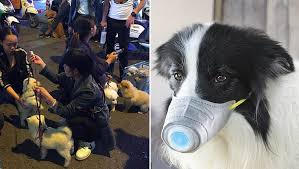 sabervivermais.com - Governo chinês pede que pessoas abandonem ou matem seus cães e gatos por causa de coronavírus