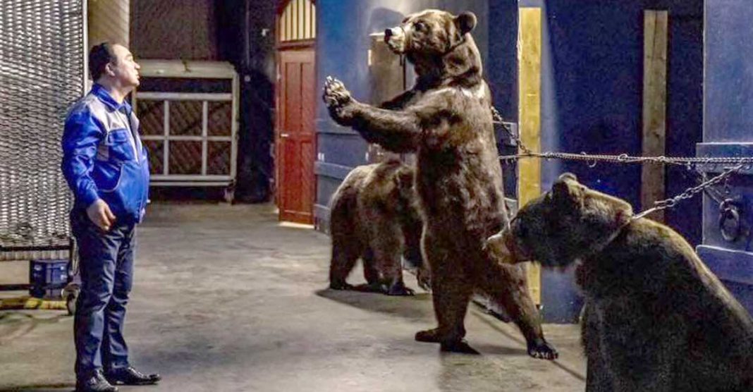 Crueldade: Urso acorrentado implora ao domador de circo por sua libertação