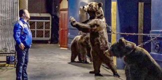 Crueldade: Urso acorrentado implora ao domador de circo por sua libertação
