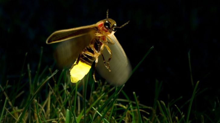 sabervivermais.com - Os vagalumes podem se extinguir devido à poluição luminosa. Outra ameaça do ser humano!