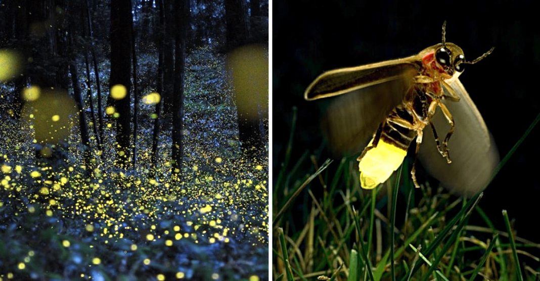 Os vagalumes podem se extinguir devido à poluição luminosa. Outra ameaça do ser humano!