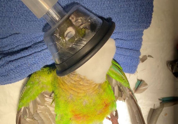 sabervivermais.com - Veterinária cria novas asas para papagaio mutilado voltar a voar