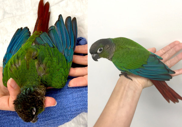 sabervivermais.com - Veterinária cria novas asas para papagaio mutilado voltar a voar