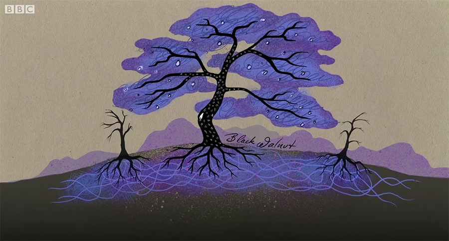 sabervivermais.com - Vídeo explica como as árvores conversam silenciosamente entre si