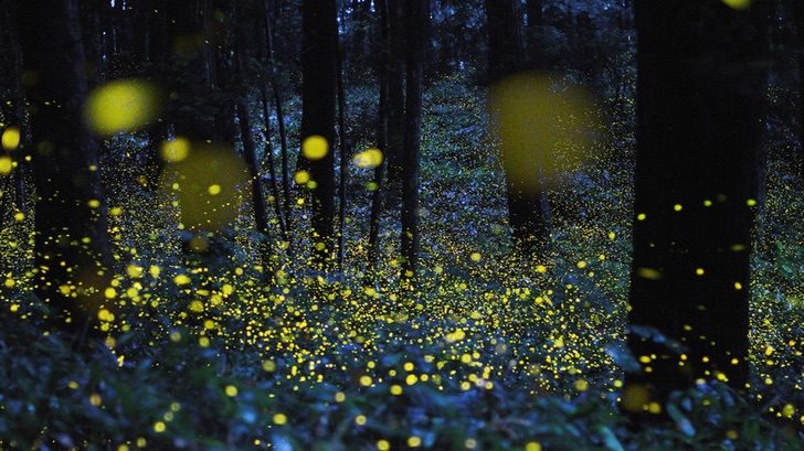 sabervivermais.com - Os vagalumes podem se extinguir devido à poluição luminosa. Outra ameaça do ser humano!