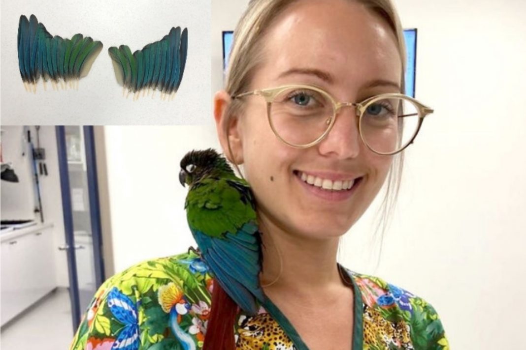 Veterinária cria novas asas para papagaio mutilado voltar a voar