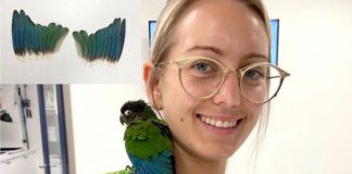 Veterinária cria novas asas para papagaio mutilado voltar a voar