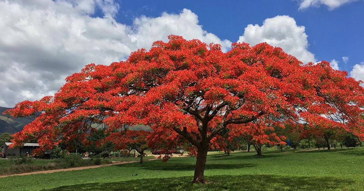 sabervivermais.com - Flamboyant, a bela árvore que enfeita as ruas. Uma maravilha da natureza!