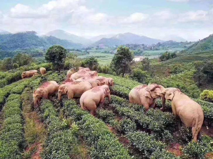sabervivermais.com - Em um vilarejo da China, elefantes bebem vinho de milho por engano e ficam bebâdos