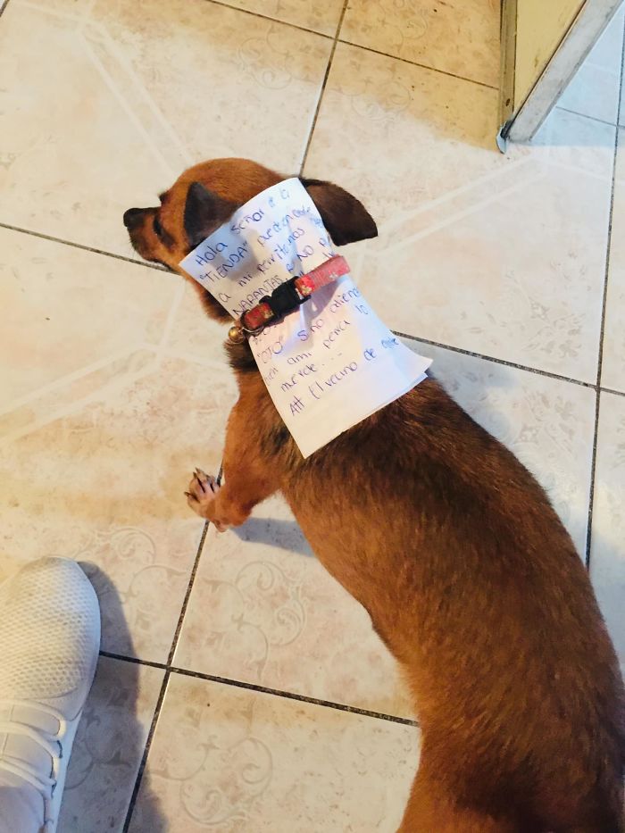 sabervivermais.com - Dono em quarentena envia seu cãozinho em uma missão para comprar Cheetos