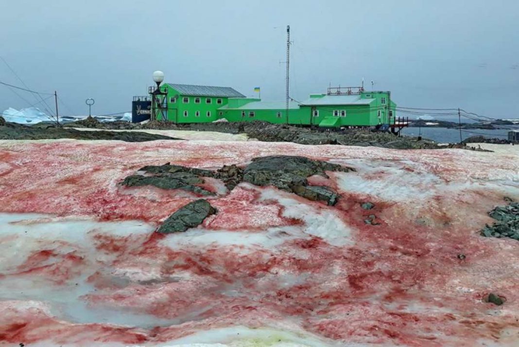 A Antártica amanheceu coberta de neve vermelha devido às mudanças climáticas.