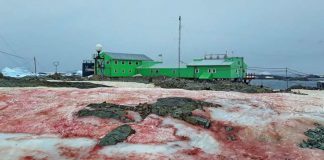 A Antártica amanheceu coberta de neve vermelha devido às mudanças climáticas.