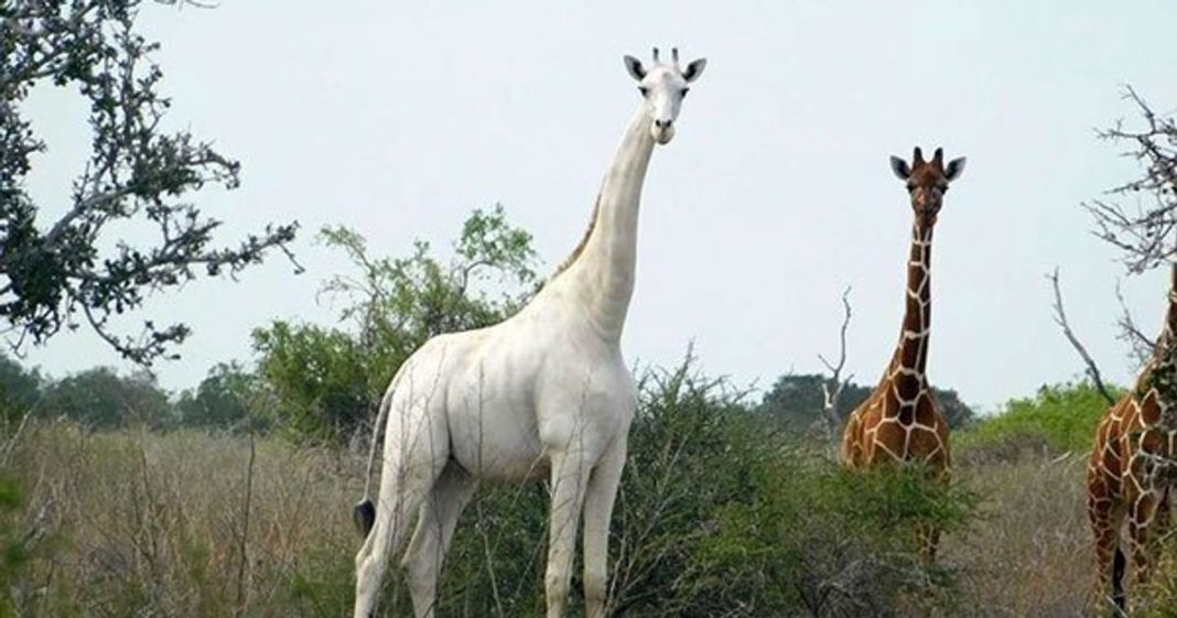 Única girafa branca do Quênia e seu filhote são abatidas por caçadores