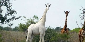 Única girafa branca do Quênia e seu filhote são abatidas por caçadores