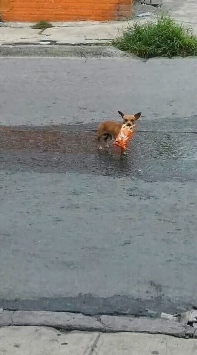 sabervivermais.com - Dono em quarentena envia seu cãozinho em uma missão para comprar Cheetos