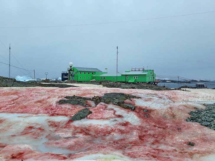 sabervivermais.com - A Antártica amanheceu coberta de neve vermelha devido às mudanças climáticas.