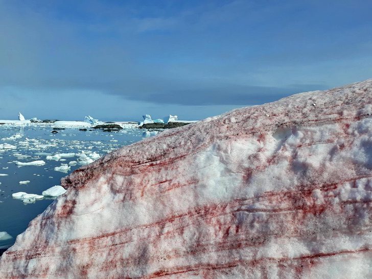 sabervivermais.com - A Antártica amanheceu coberta de neve vermelha devido às mudanças climáticas.