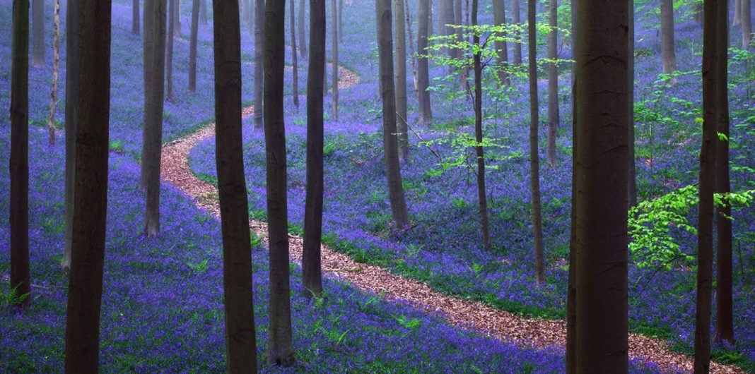 Há uma floresta mística na Bélgica, toda coberta de flores de campainha