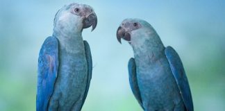 Após receber 50 filhotes de araras-azuis, Brasil breca extinção de 20 anos