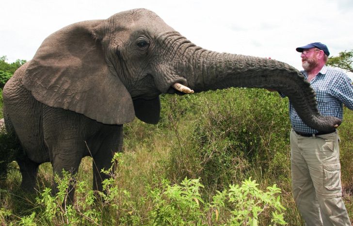 sabervivermais.com - Elefantes viajaram 12 horas para homenagear homem que cuidou deles por anos. Eles nunca esquecerão