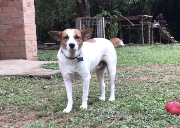 sabervivermais.com - Cãozinho doente é resgatado e levado para um refúgio de chimpanzés. Eles o consideram um dos seus!