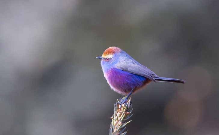 sabervivermais.com - Esse pássaro multicolorido deslumbra com sua beleza e plumagem como um arco-iris