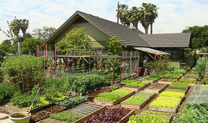 sabervivermais.com - Uma cidade onde as pessoas plantam sua própria comida