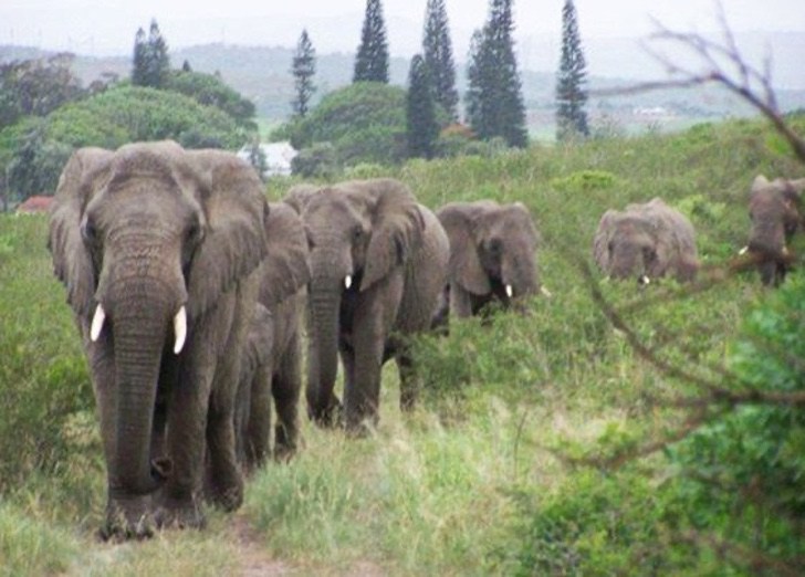 sabervivermais.com - Elefantes viajaram 12 horas para homenagear homem que cuidou deles por anos. Eles nunca esquecerão
