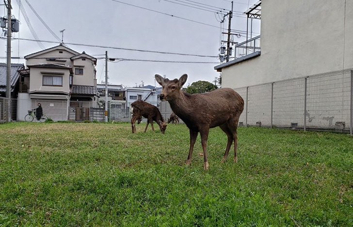 sabervivermais.com - 18 fotos mostram que o planeta precisava respirar. Animais reapareceram no mundo