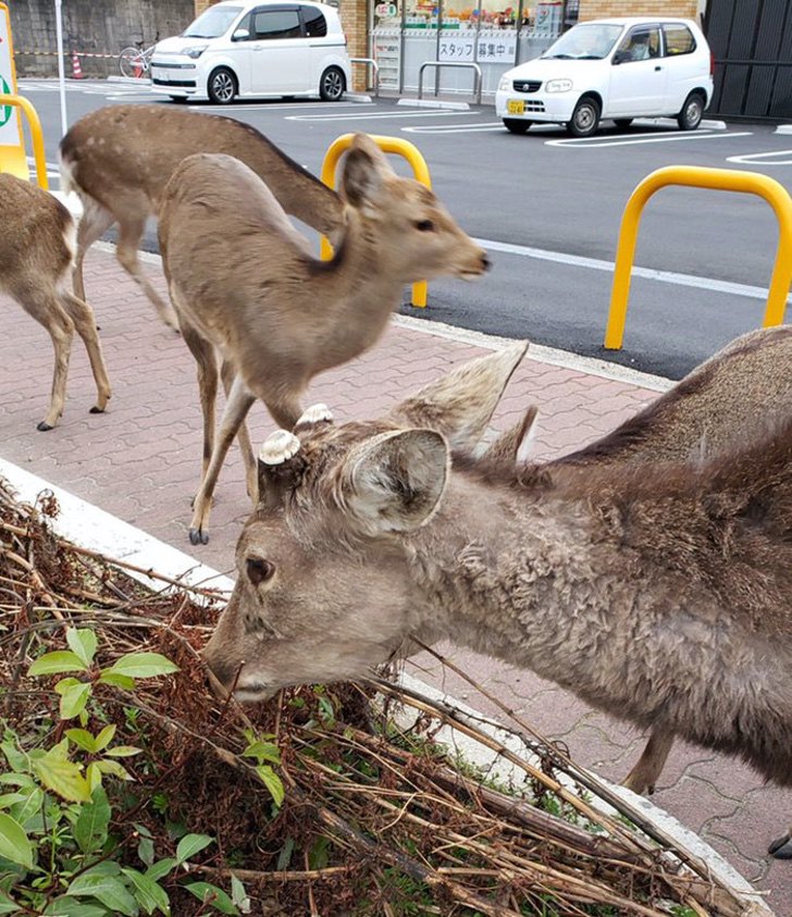 sabervivermais.com - 18 fotos mostram que o planeta precisava respirar. Animais reapareceram no mundo