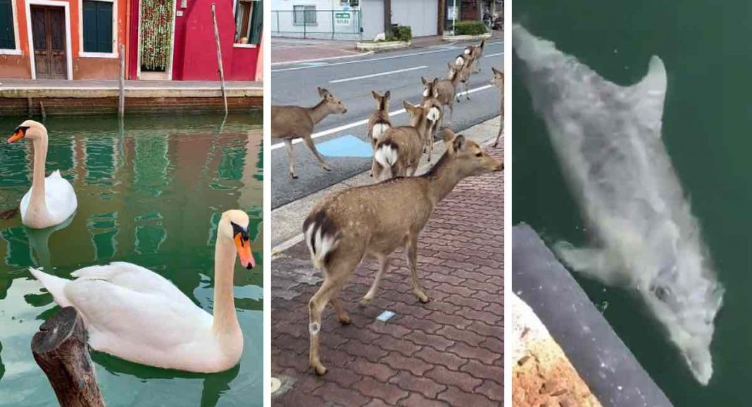 18 fotos mostram que o planeta precisava respirar. Animais reapareceram no mundo