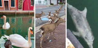 18 fotos mostram que o planeta precisava respirar. Animais reapareceram no mundo