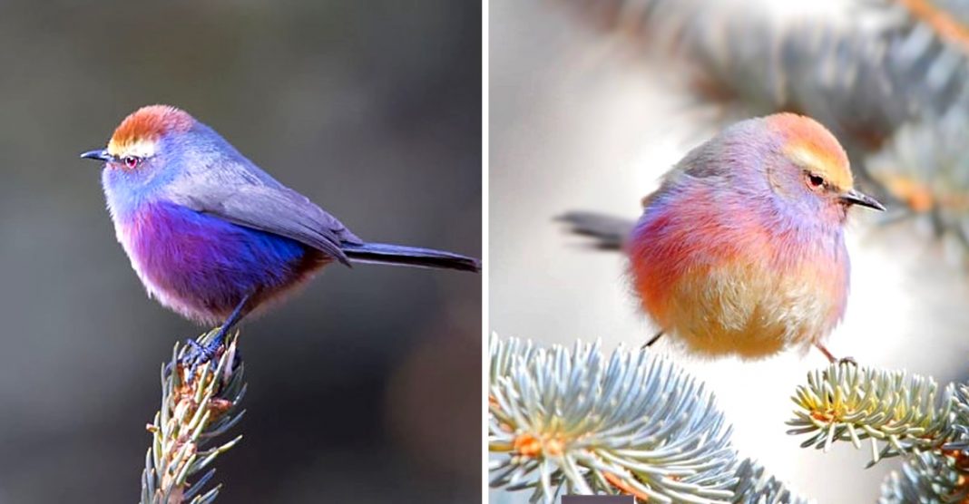 Esse pássaro multicolorido deslumbra com sua beleza e plumagem como um arco-iris