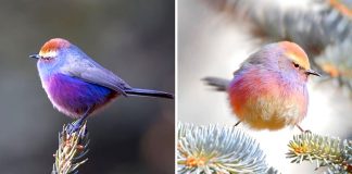 Esse pássaro multicolorido deslumbra com sua beleza e plumagem como um arco-iris
