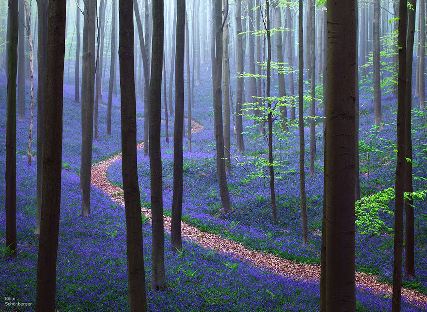 sabervivermais.com - Há uma floresta mística na Bélgica, toda coberta de flores de campainha