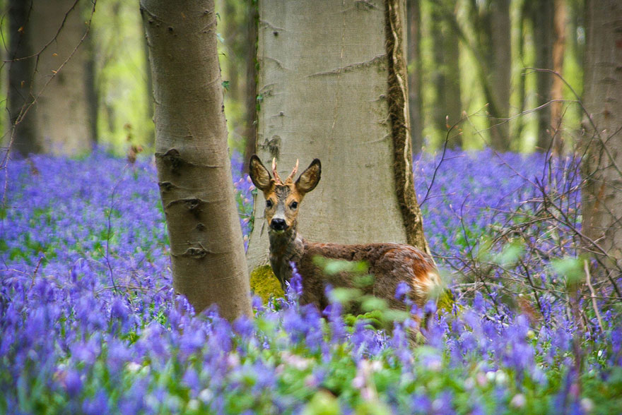 sabervivermais.com - Há uma floresta mística na Bélgica, toda coberta de flores de campainha