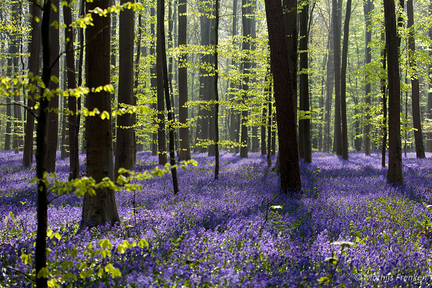 sabervivermais.com - Há uma floresta mística na Bélgica, toda coberta de flores de campainha