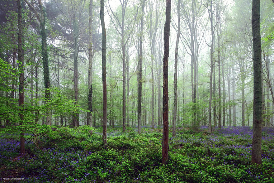 sabervivermais.com - Há uma floresta mística na Bélgica, toda coberta de flores de campainha