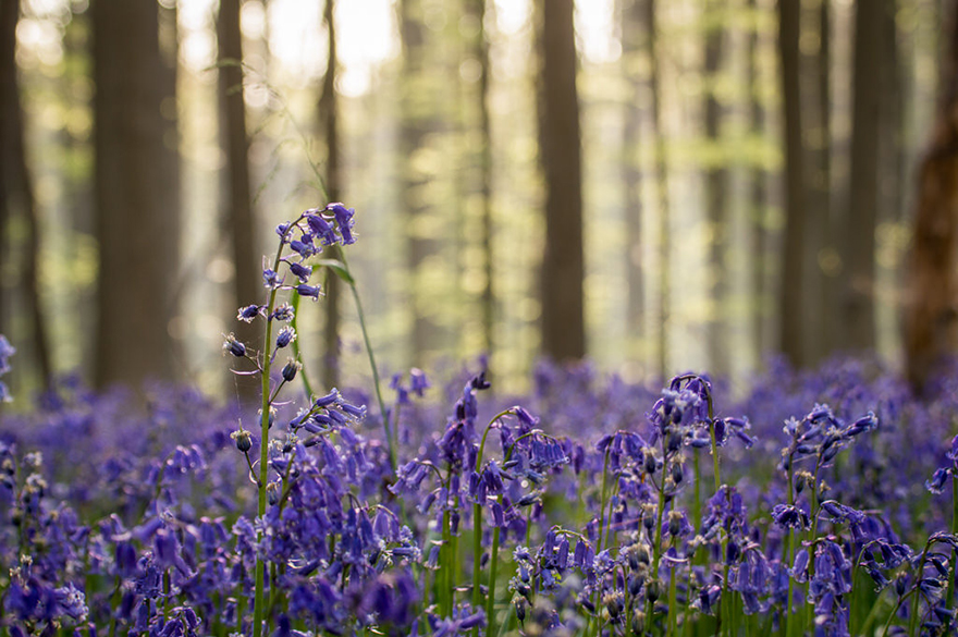 sabervivermais.com - Há uma floresta mística na Bélgica, toda coberta de flores de campainha