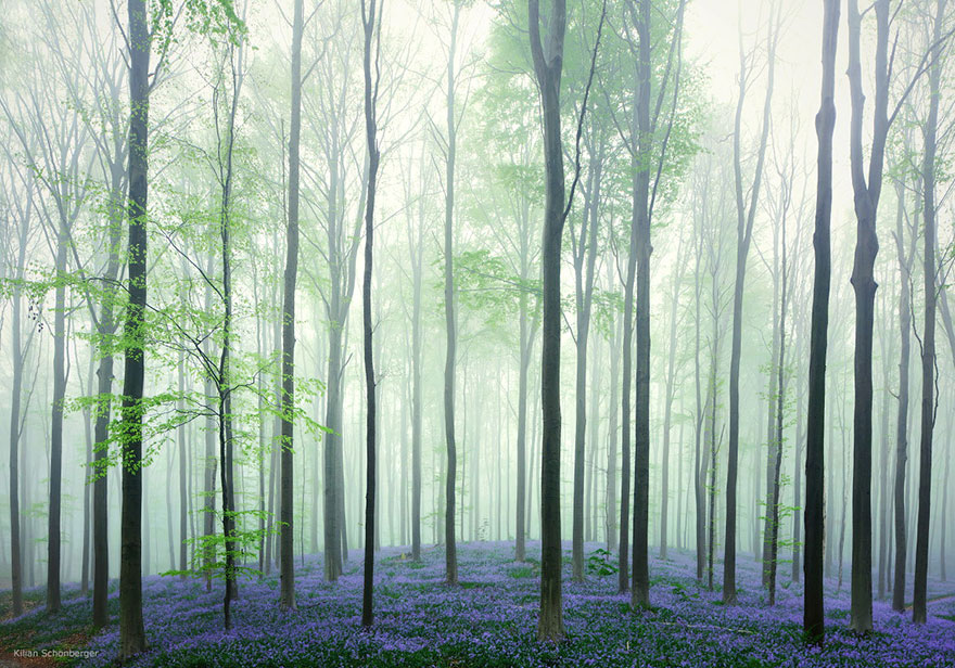 sabervivermais.com - Há uma floresta mística na Bélgica, toda coberta de flores de campainha