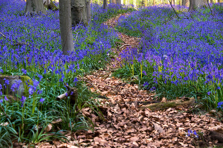 sabervivermais.com - Há uma floresta mística na Bélgica, toda coberta de flores de campainha