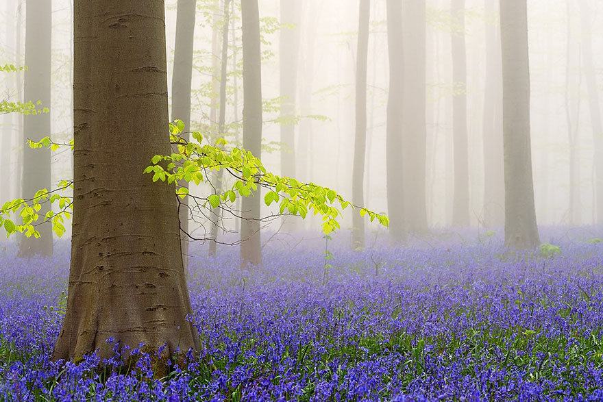 sabervivermais.com - Há uma floresta mística na Bélgica, toda coberta de flores de campainha