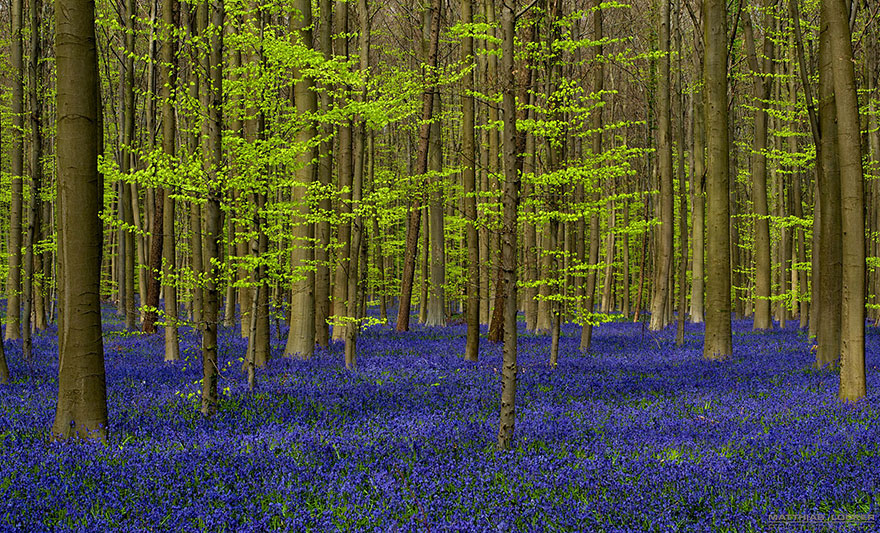 sabervivermais.com - Há uma floresta mística na Bélgica, toda coberta de flores de campainha